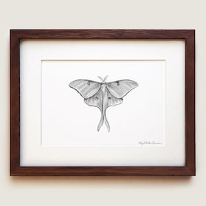 Luna Moth Art Print | American Moon Moth | Framed Art Print