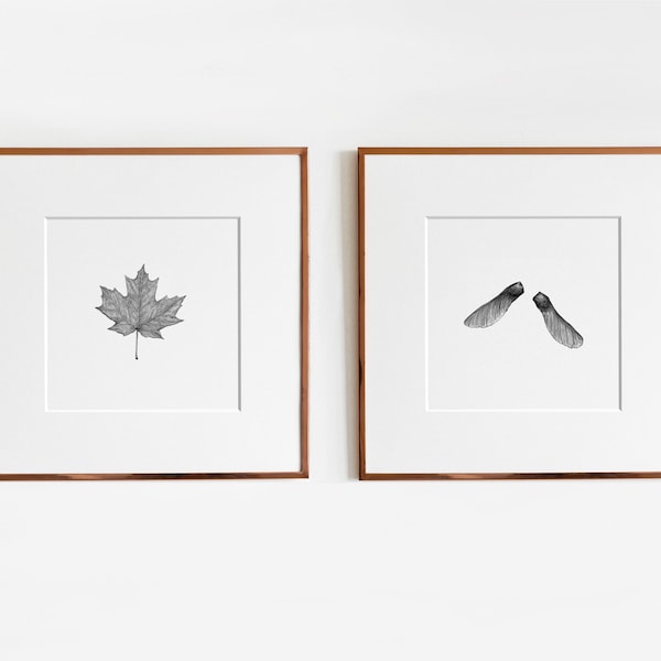 Sugar Maple (Acer saccharum) Art Print Set | Botanical Print Set | Diptych Wall Art