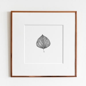 Quaking Aspen (Populus tremuloides) Leaf Art Print | Trembling Aspen | American Aspen | White Poplar | Golden Aspen | Botanical Art