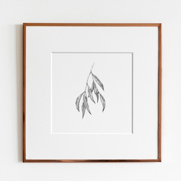 Feuilles de saule pleureur (Salix babylonica) Impression artistique | Art botanique