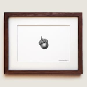 Northern Red Oak Acorn Art Print