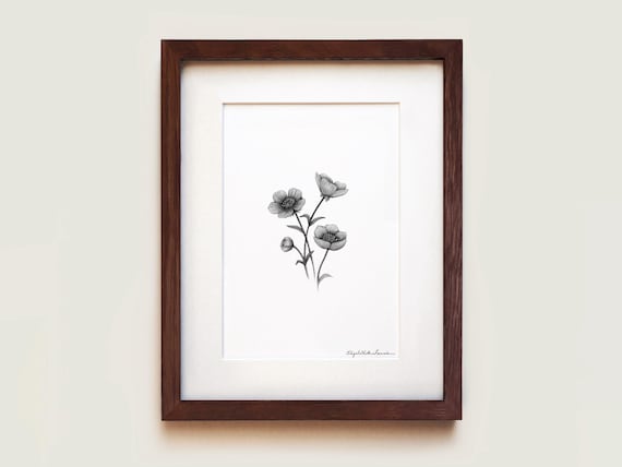 Buttercups Graphite Art Print: Solid Oak Frame, Archival Paper