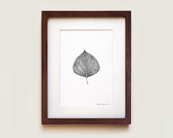 Quaking Aspen Leaf Art Print: Botanical Illustration, Solid Oak Frame