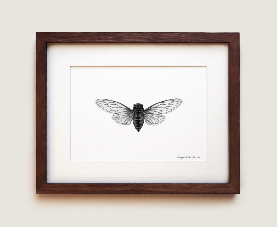 Graphite Insects Canadian Cicada Art Print: Graphite Insect Illustration, Oak Frame - Etsy