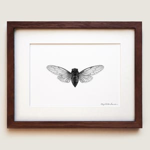 Canadian cicada (Okanagana canadensis) Art Print | Framed Art Print