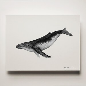 Peut inclure: Une illustration en noir et blanc d'une baleine &agrave; bosse nageant dans l'oc&eacute;an. La baleine est dessin&eacute;e dans un style r&eacute;aliste avec des marques d&eacute;taill&eacute;es.