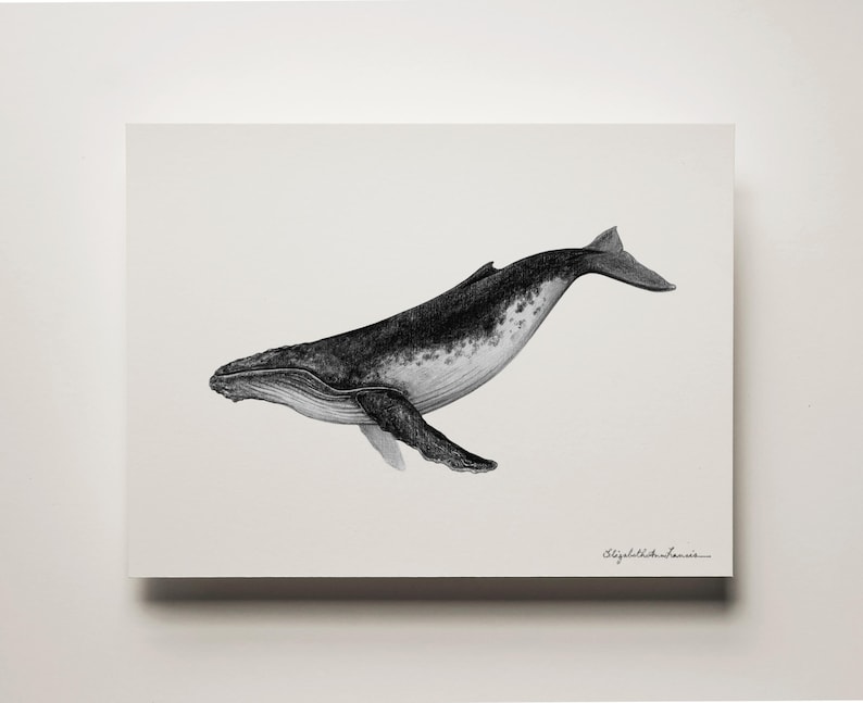 Peut inclure: Une illustration en noir et blanc d'une baleine &agrave; bosse nageant dans l'oc&eacute;an. La baleine est dessin&eacute;e dans un style r&eacute;aliste avec des marques d&eacute;taill&eacute;es.