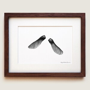 May include: A framed black and white ink drawing of two maple tree samara seeds, also known as helicopter seeds, centred on a white background. The artwork is enclosed in a dark brown wooden frame with a white mat board and a signature in the corner.