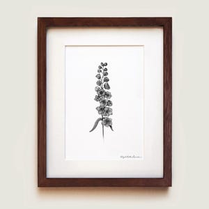 Delphinium Art Print | Framed Art Print