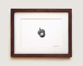 Northern Red Oak Acorn Art Print