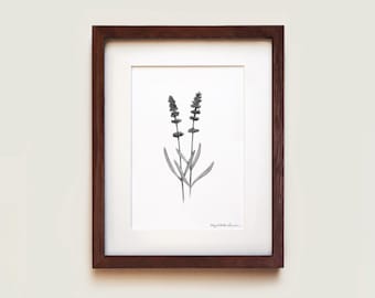 May include: A framed botanical art print featuring a detailed black and white pencil drawing of two lavender sprigs centered on a white background. The artwork is enclosed in a dark brown wooden frame with a white mat board border.