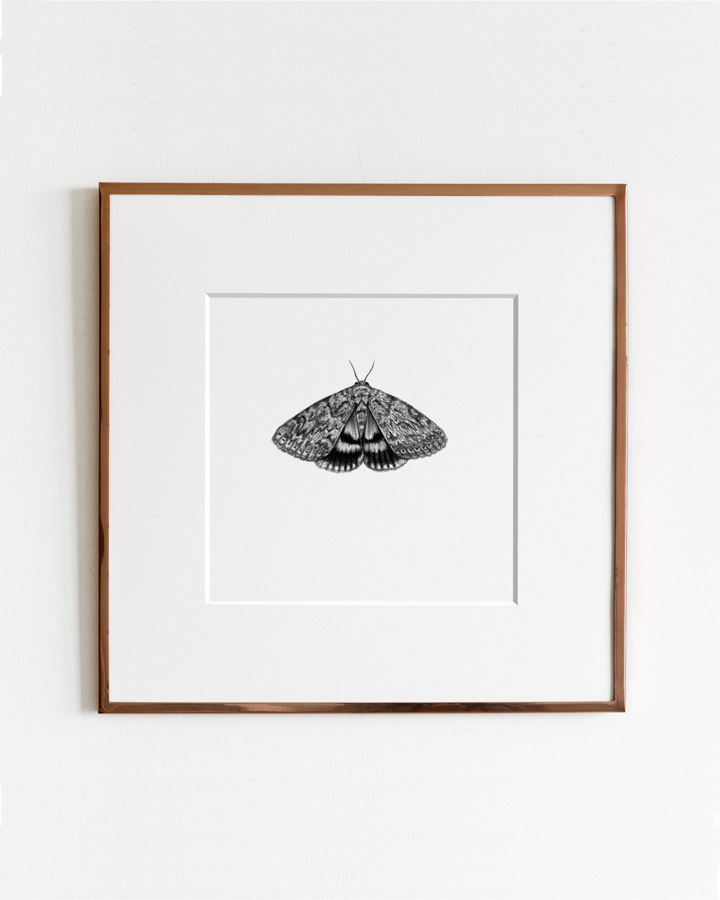 Moths Art Print Collection Etsy
