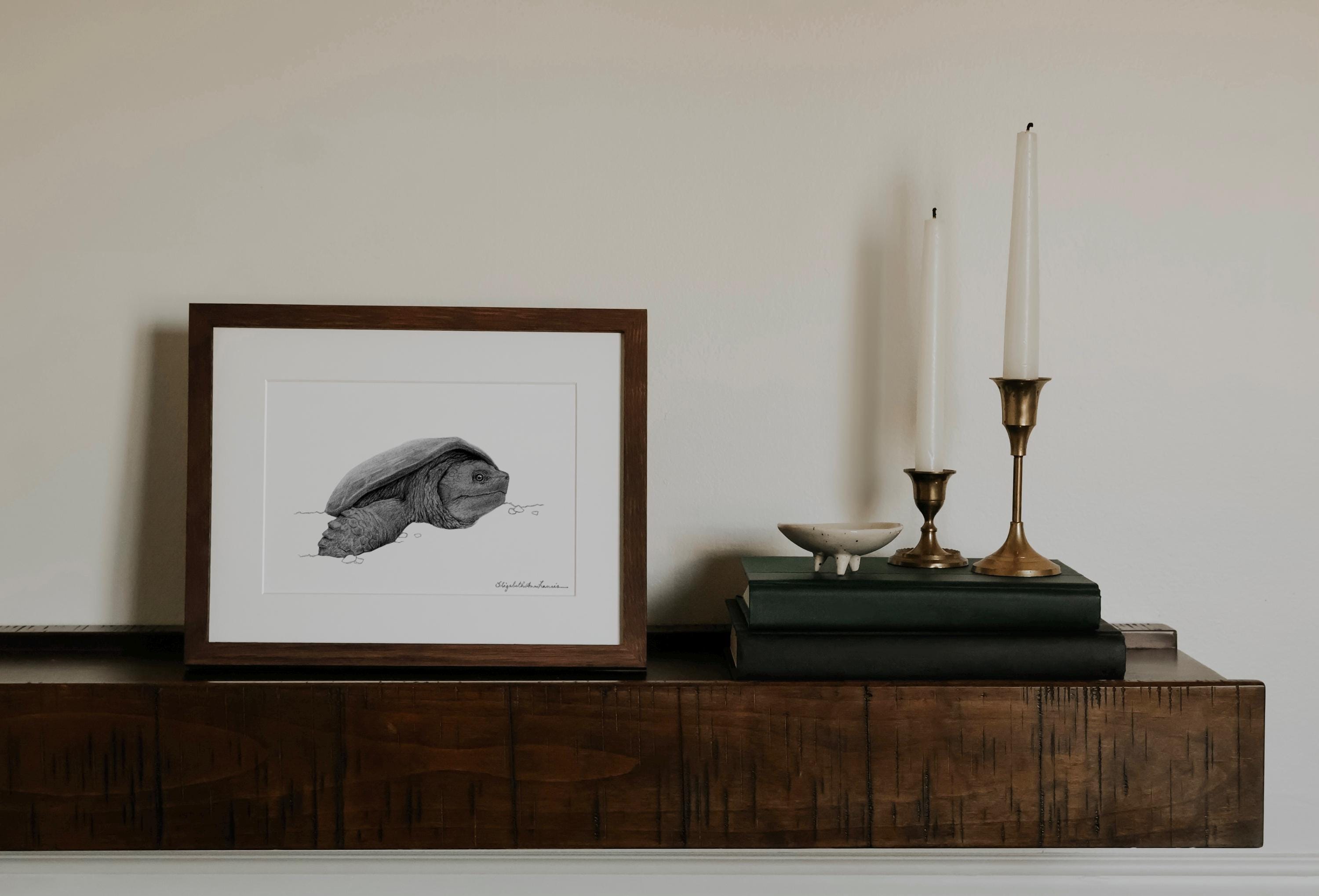 Snapping Turtle Art Print: Graphite Scientific Illustration, Framed ...