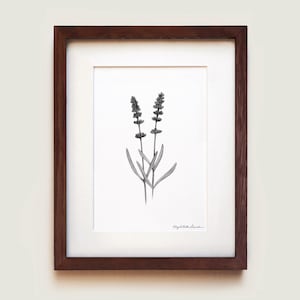 Lavender Art Print | Botanical Wall Art | Framed Art Print