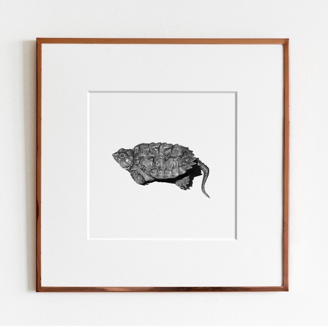 Snapping Turtle Hatchling Art Print Herpetology Art Reptile Art Print ...
