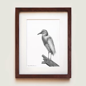 Cattle Egret (Bubulcus ibis) Art Print | Framed Art Print