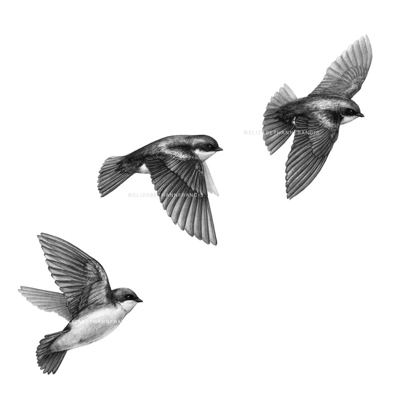 Tree Swallows Tachycineta bicolor Art Print image 3
