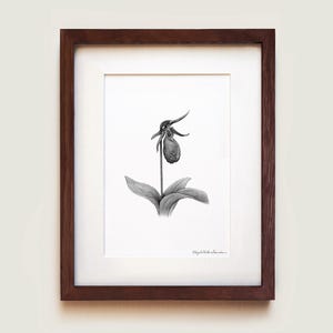 Roze damesslipper orchidee kunstprint | Ingelijste kunstdruk