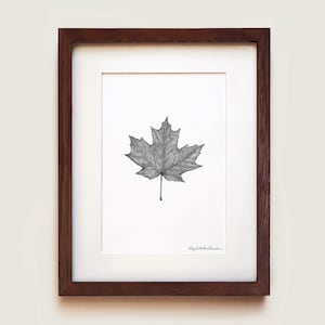 Zuckerahornblatt (Acer saccharum) Kunstdruck | Botanische Kunst | Gerahmter Kunstdruck