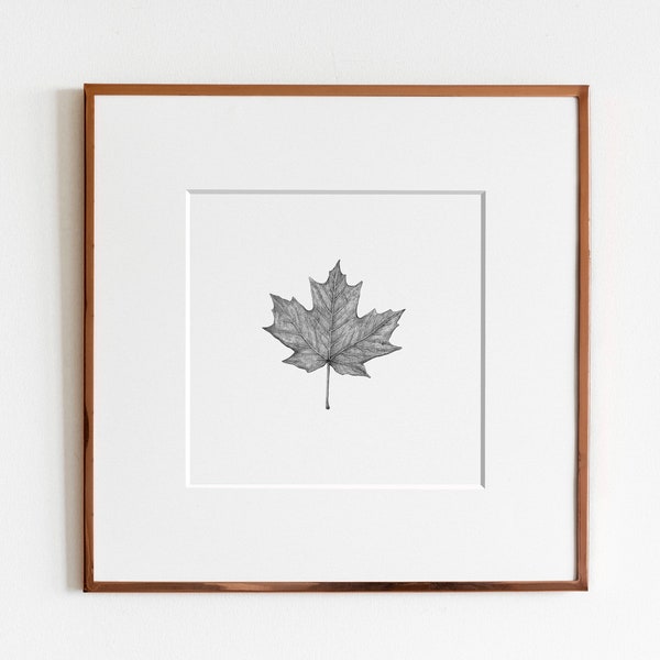 Sugar Maple Leaf (Acer saccharum) Art Print | Botanical Art