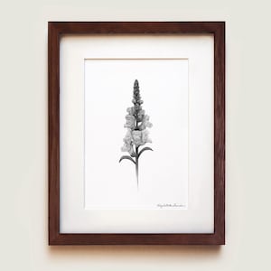 Snapdragon Art Print | Framed Art Print