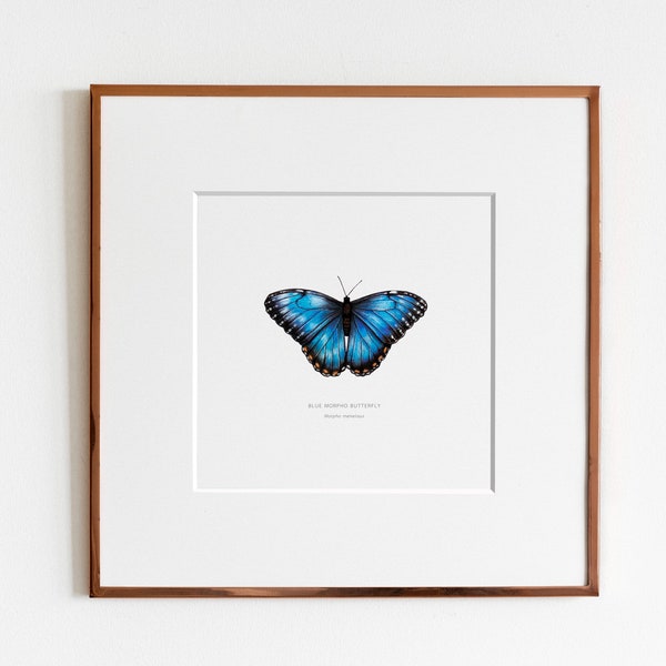 Blue Morpho Butterfly (Morpho peleides) Art Print