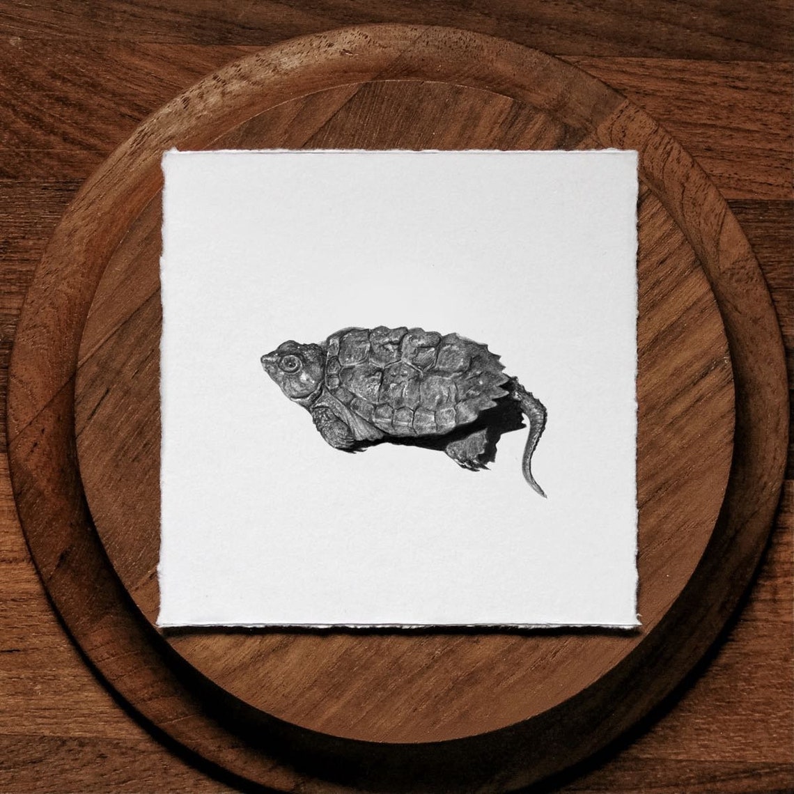 Snapping Turtle Hatchling Art Print: Scientific Illustration, Framed ...