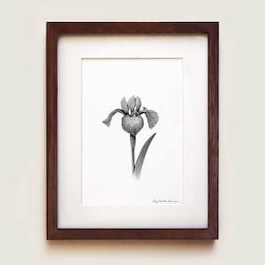 Northern Blue Flag Iris Art Print | Framed Art Print