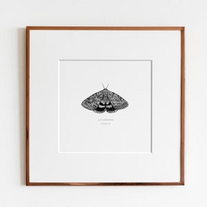 Ilia Underwing Moth Catocala ilia Art Print image 1