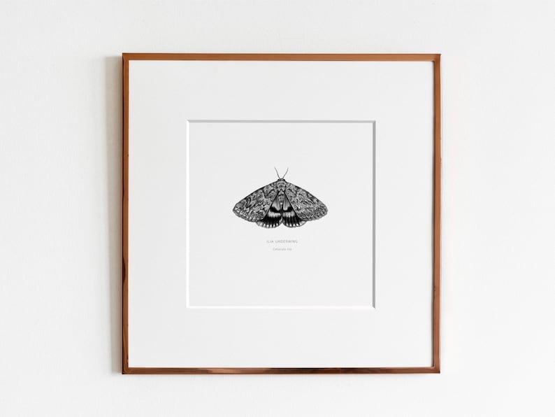 Ilia Underwing Moth Catocala ilia Art Print image 1