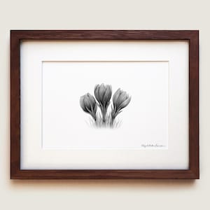 Prairie Crocus Art Print | Framed Art Print