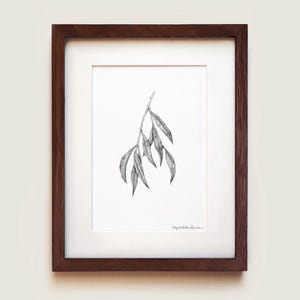 Weeping Willow (Salix babylonica) Leaves Art Print | Botanical Art