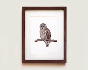 Impresión artística de búho barrado: ilustrada a mano y enmarcada