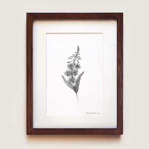 Fireweed Art Print | Framed Art Print