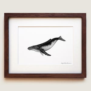 Humpback Whale (Megaptera novaeangliae) Fine Art Print | Framed Art Print