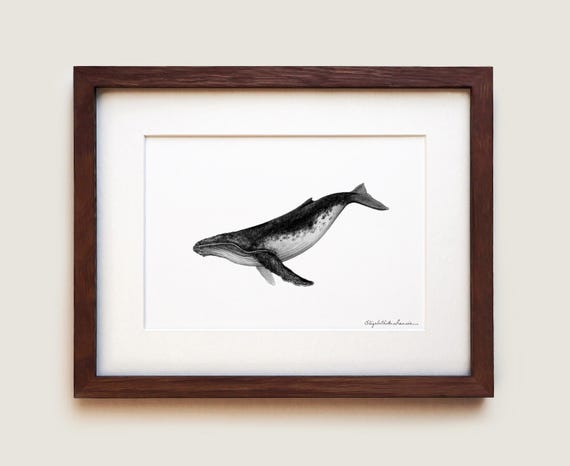 Humpback Whale Art Print: Graphite Drawing, Solid Oak Frame