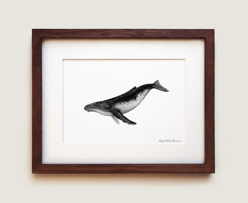 Peut inclure: Une illustration en noir et blanc d'une baleine &agrave; bosse nageant dans l'oc&eacute;an. La baleine est dessin&eacute;e dans un style r&eacute;aliste avec des marques d&eacute;taill&eacute;es. L'illustration est encadr&eacute;e dans un cadre en bois fonc&eacute;.