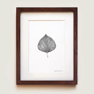 Quaking Aspen (Populus tremuloides) Leaf Art Print | Trembling Aspen | American Aspen | White Poplar | Golden Aspen | Botanical Art