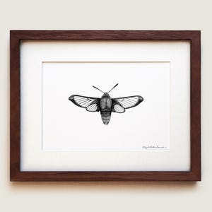 Hummingbird Clearwing Moth Graphite Drawing Print | Framed Art Print