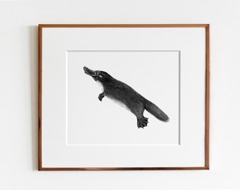 Platypus (Ornithorhynchus anatinus) Art Print