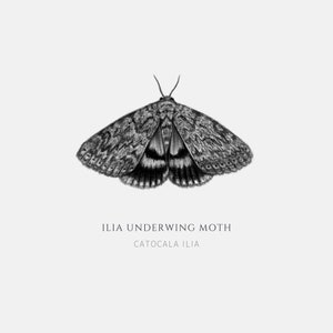 Ilia Underwing Moth Catocala ilia Art Print image 2