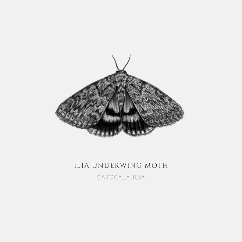 Ilia Underwing Moth Catocala ilia Art Print image 2