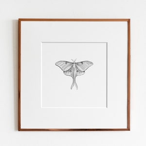 Luna Moth Art Print | American Moon Moth