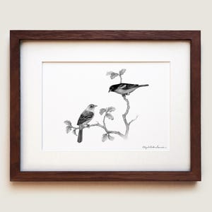 Baltimore Orioles Kunstdruck | Vogel Druck | Vogelkunde Kunst | Wissenschaftliche Illustration | Gerahmter Kunstdruck