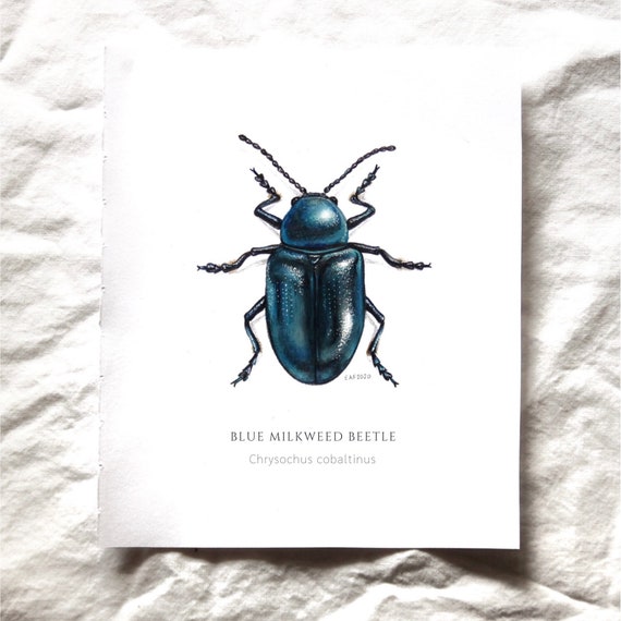 Blue Milkweed Beetle Chrysochus Cobaltinus Art Print Etsy