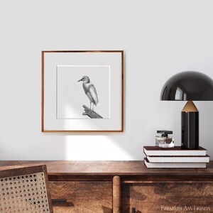 Cattle Egret Bubulcus ibis Art Print image 2