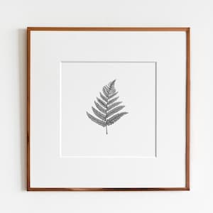 Eastern Bracken Fern (Pteridium aquilinum) Art Print | Botanical Art