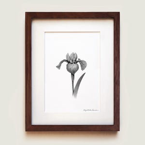 May include: A black and white botanical illustration of an iris flower centered on a white background, enclosed in a dark brown wooden frame with a white mat. The drawing features detailed stippling and line work, with a signature in the bottom right.