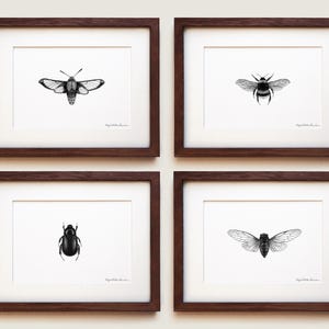 Insect Print Collection | Framed Art Print Set
