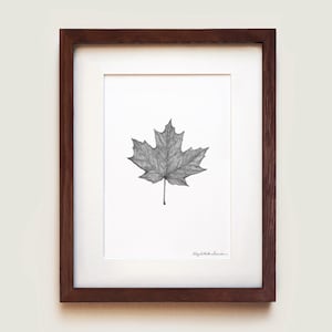 May include: A framed wall art piece featuring a detailed black and white ink drawing of a single maple leaf centered on a white background. The artwork is enclosed in a dark brown wooden frame with a white mat border and a signature in the corner.